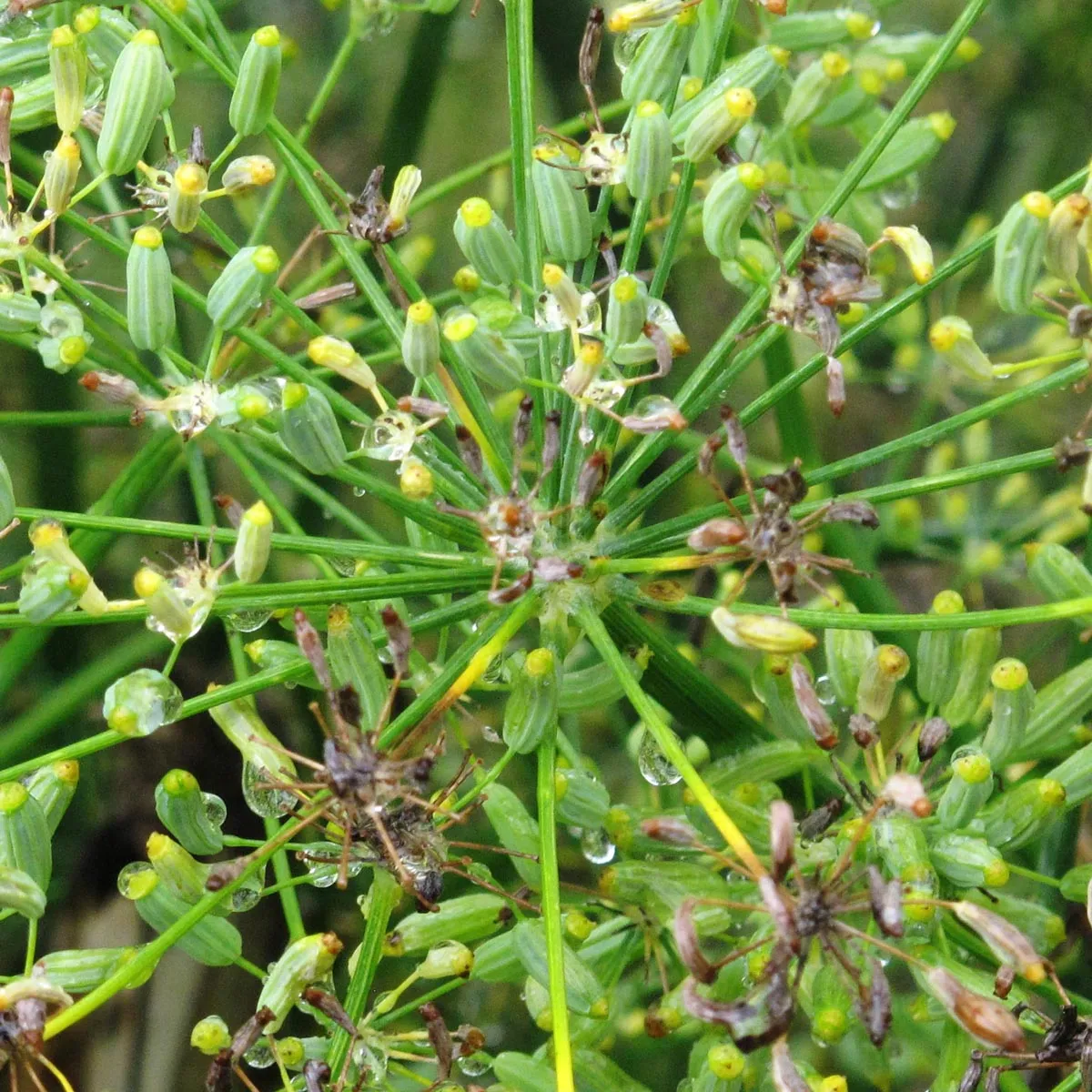 Grüner Gewürzfenchel 'Dulce' (Foeniculum vulgare) Samen