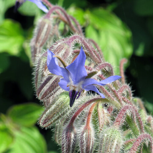 Fiore blu di borragine (Borago officinalis) tra boccioli pelosi