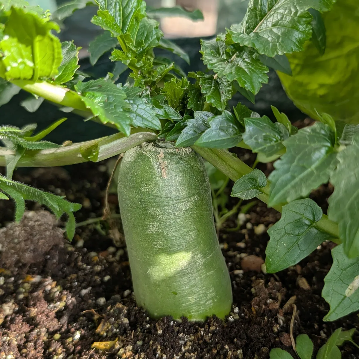 Grüner Rettich 'Green Luobo' (Raphanus sativus) Samen