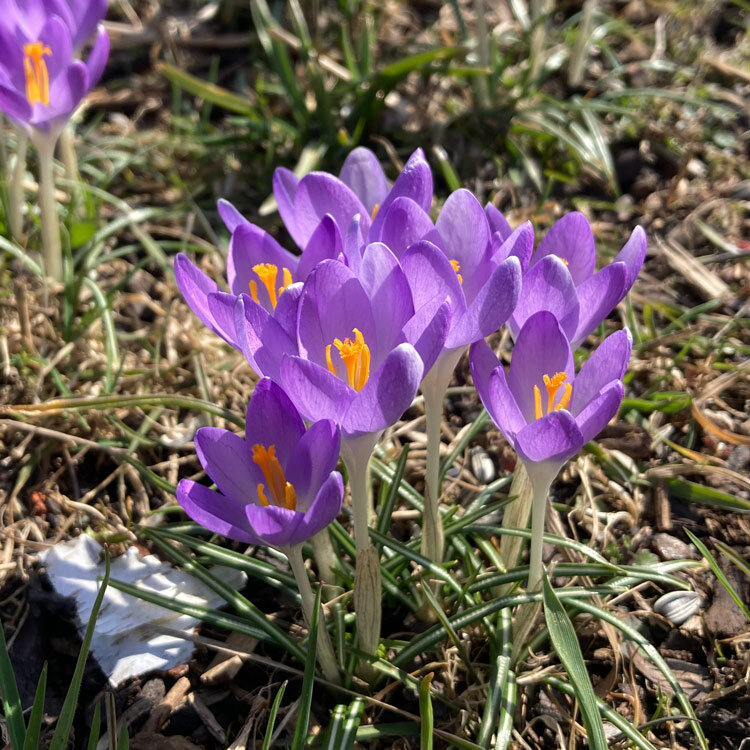 Crochi viola con stimmi arancioni tra l'erba a inizio primavera
