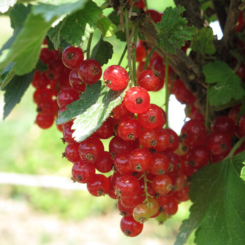 Ribes rosso maturo a grappoli sull'arbusto