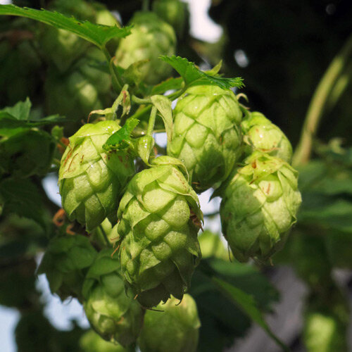Coni verdi di luppolo (Humulus lupulus)