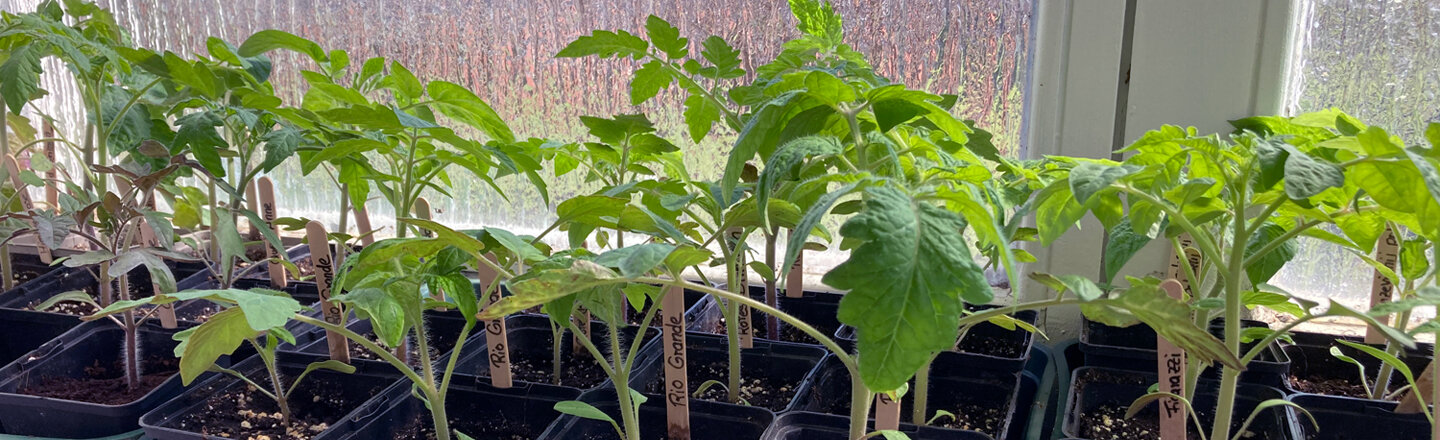 Piantine di pomodoro in vasetti con etichette sul davanzale
