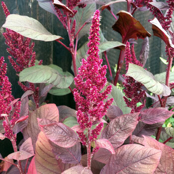 Amaranto con pannocchie di fiori rosse erette e foglie bruno rossastre