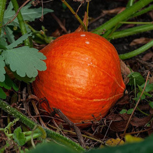 Zucca Hokkaido 'Red Kuri' (Cucurbita maxima), frutto rosso arancio nell'orto