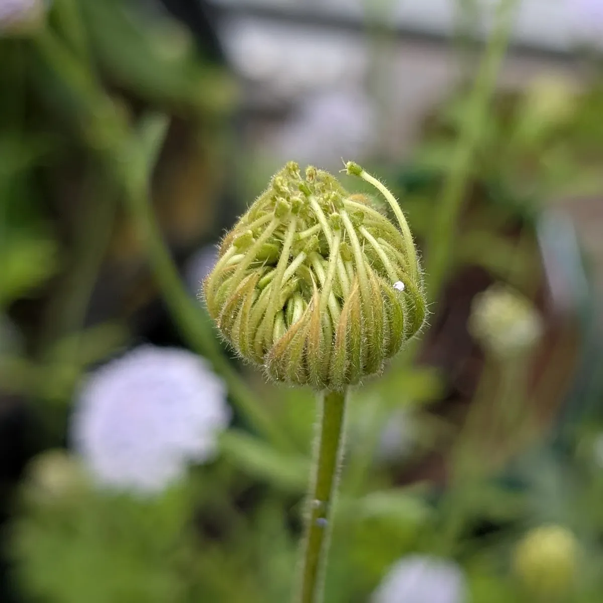 Blaudolde (Trachymene coerulea) Samen
