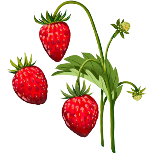Semi di fragola - coltivare varietà di fragole rosse, bianche e selvatiche