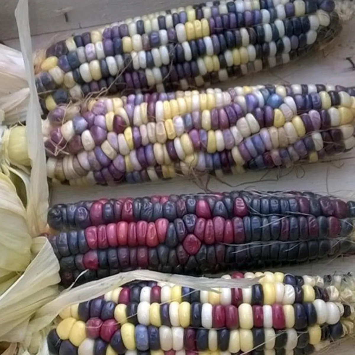 Bunter Zuckermais 'Rainbow Inka' (Zea mays) Bio Saatgut