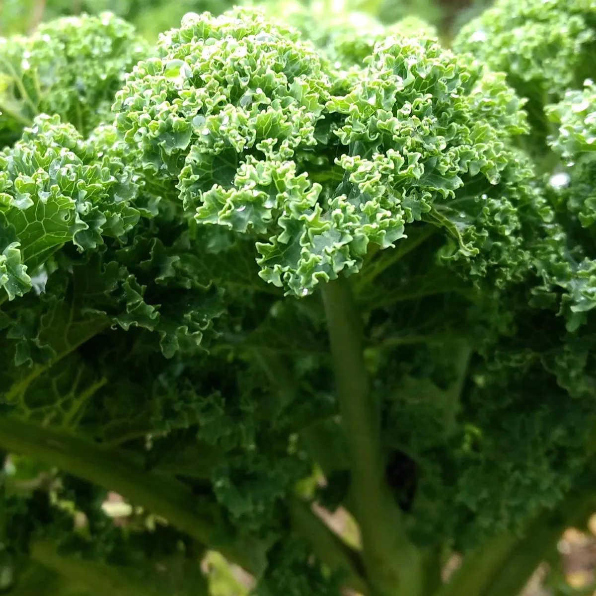 Grünkohl 'Lerchenzungen' (Brassica oleracea convar. acephala var. sabellica) Samen