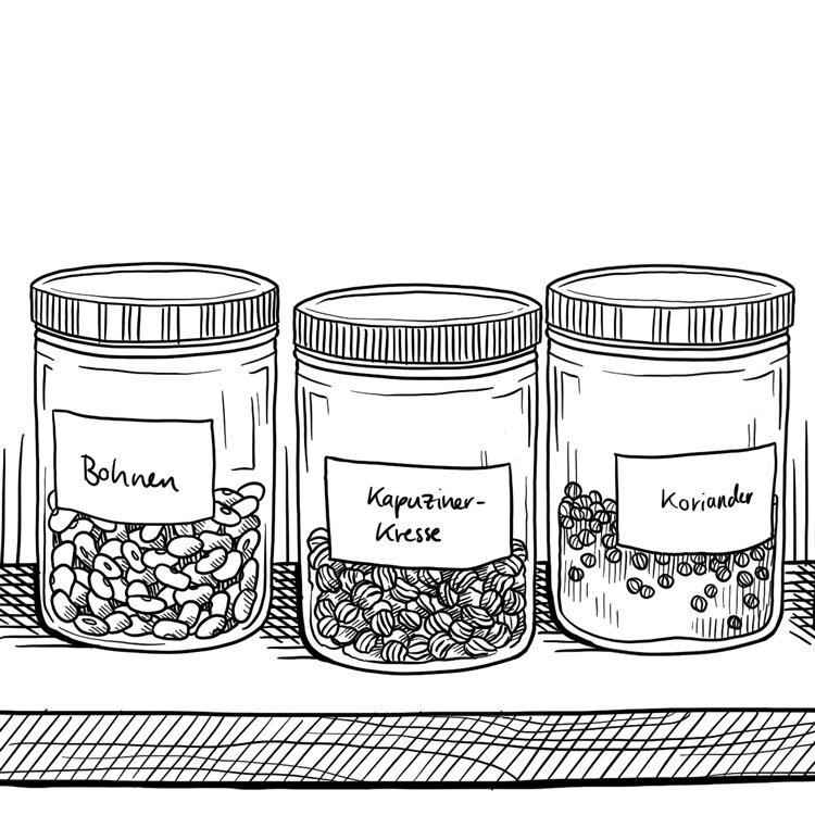 Disegno: semi in barattoli etichettati, fagioli, nasturzio e coriandolo su uno scaffale