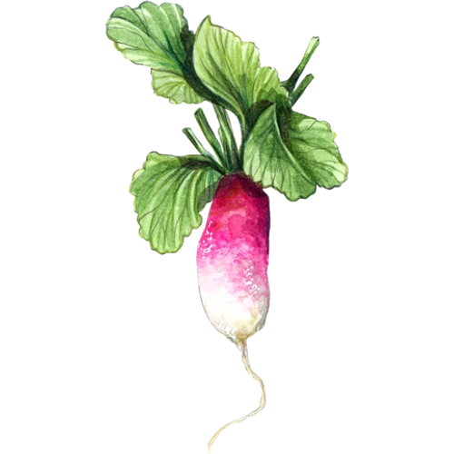 Ravanelli