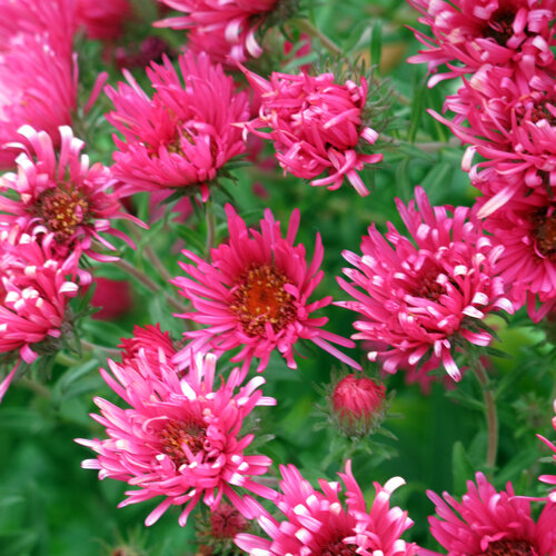 Astri autunnali (Aster) in fiore con fiori rosa acceso