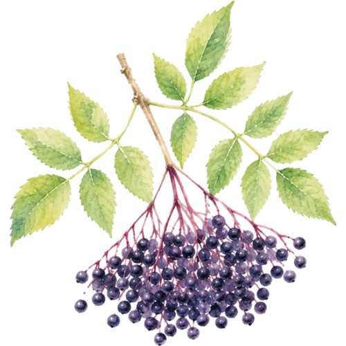 Piante da frutto