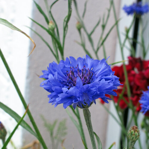 Fiore blu intenso del fiordaliso (Centaurea cyanus)