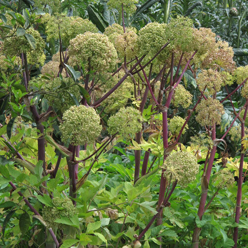 Angelica (Angelica archangelica) con ombrelle sferiche su steli rossastri