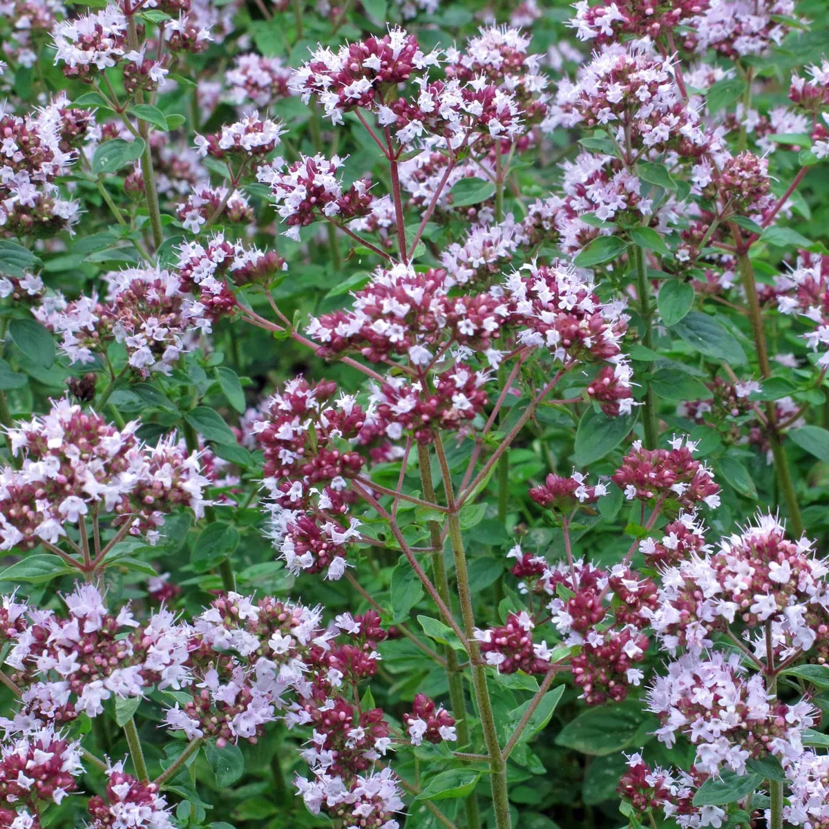 Oregano (Origanum vulgare) Bio Saatgut