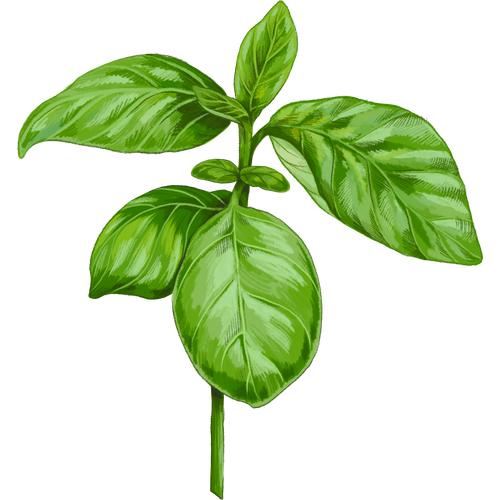 Basilico