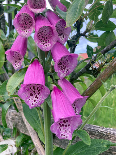 Digitale purpurea (Digitalis purpurea) con fiori a campana rosa porpora maculati all’interno
