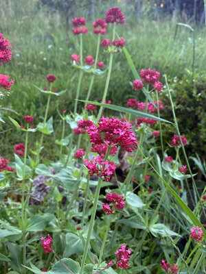 Valeriana rossa (Centranthus ruber) semi
