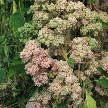 Quinoa (Chenopodium quinoa) con pannocchie di semi rosa e verdi
