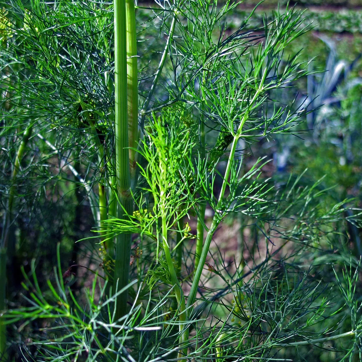 Dill 'Gewöhnlicher' (Anethum graveolens) Samen