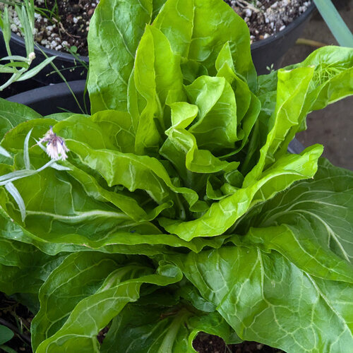 Giovane pan di zucchero (Cichorium intybus) con foglie verde chiaro erette