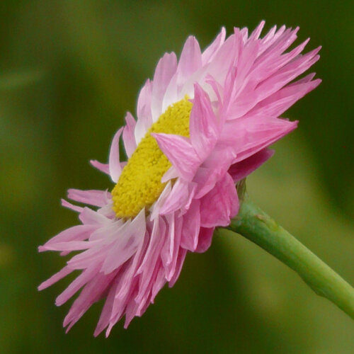Elicriso rosa (Helipterum roseum) con fiore rosa e centro giallo