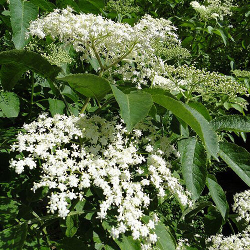 Sambuco in fiore con grandi ombrelle bianche a inizio estate