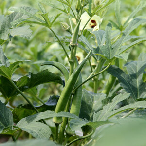 Pianta di okra con baccelli verdi e fiore giallo chiaro