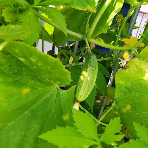 Cetriolo da conserva 'Vorgebirgstrauben' (Cucumis sativus), giovane frutto sulla pianta