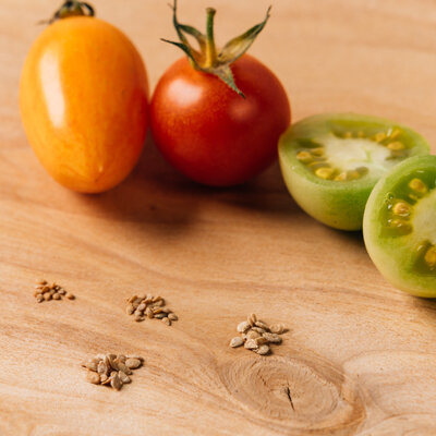Diverse varietà di pomodoro