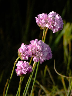 Spillone marittimo (Armeria maritima) con capolini rosa