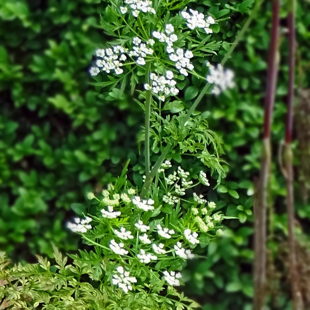 Kerbelrübe (Chaerophyllum bulbosum) Bio Saatgut