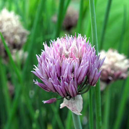 Fiore viola a sfera dell'Erba cipollina 'Gonzales' (Allium schoenoprasum)