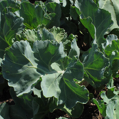 Cavolo marino (Crambe maritima) biologico semi