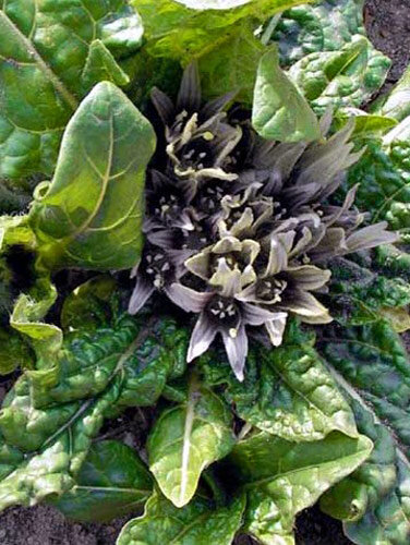 Mandragora (Mandragora officinarum) con fiori viola pallido nella rosetta di foglie