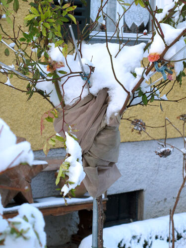 Rosa ad alberello con protezione invernale in tessuto non tessuto sotto la neve