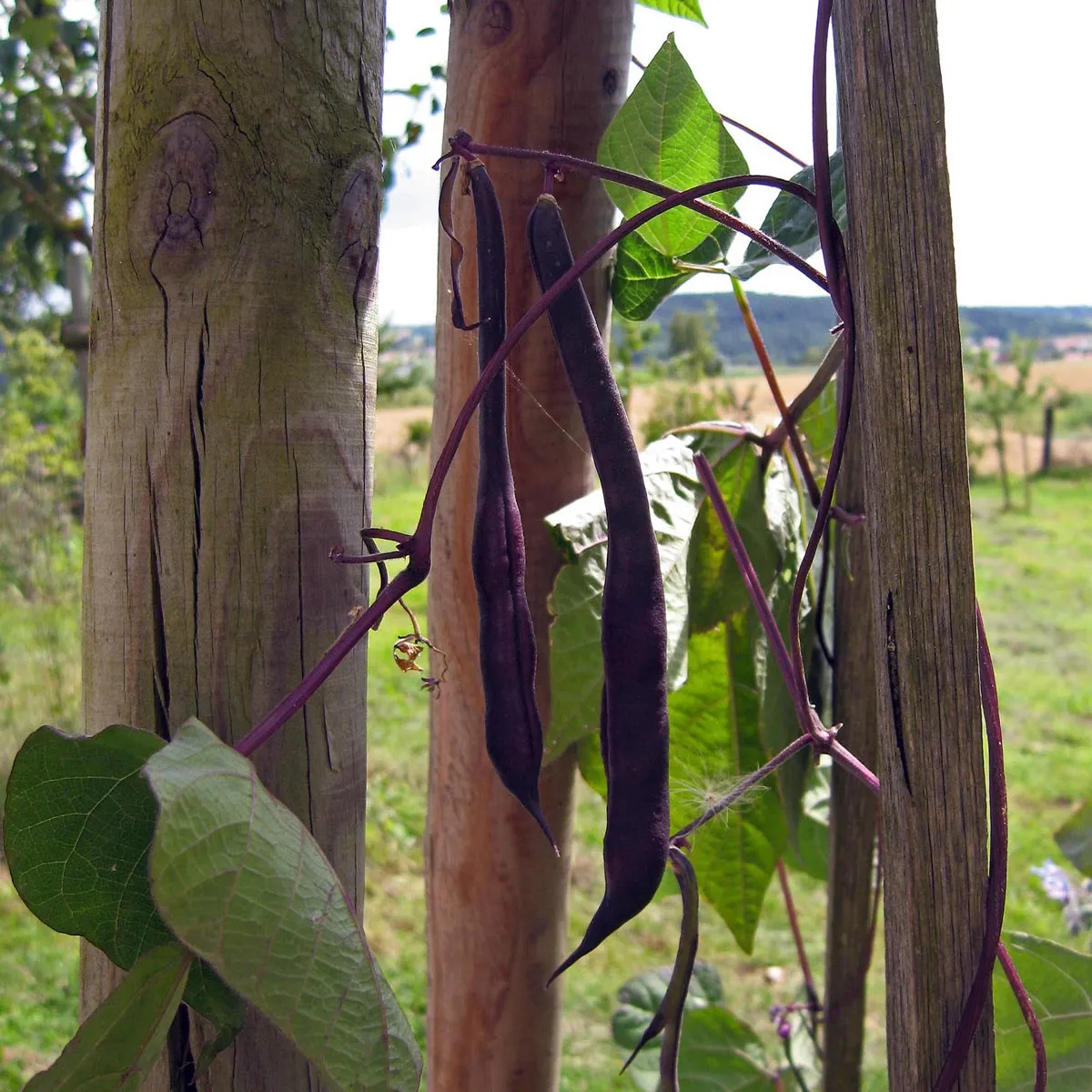 Stangenbohne 'A Cosse Violette' (Phaseolus vulgaris) Samen