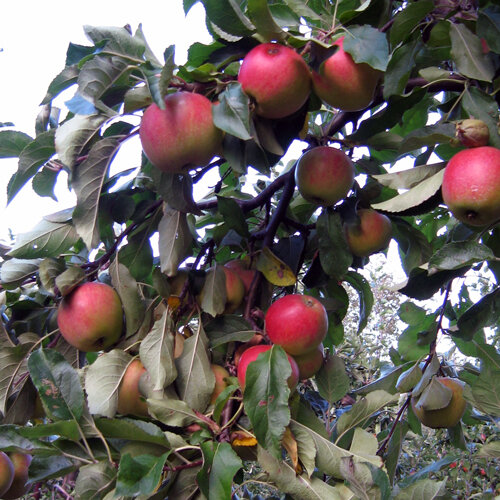 Mele rosse mature sull'albero a fine estate