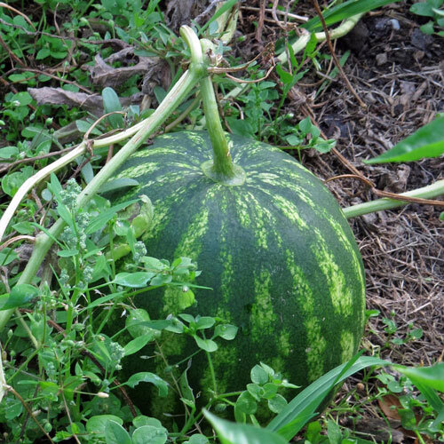 Anguria striata che matura a terra tra i tralci