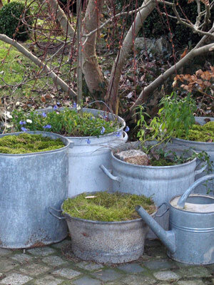 Vecchie tinozze e secchi di zinco usati come fioriere con muschio e fiori primaverili, e un annaffiatoio
