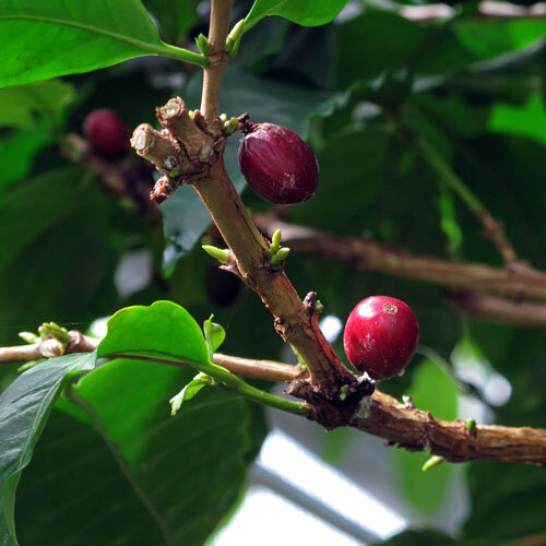 Ramo di una pianta del caffè con ciliegie di caffè rosse