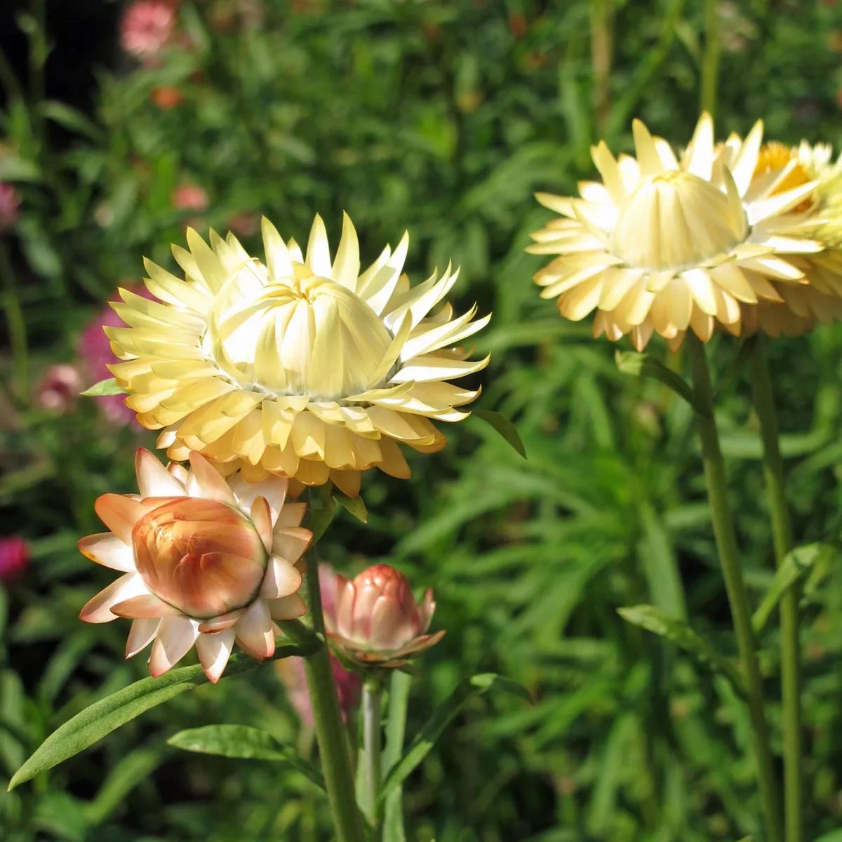 Goldstrohblume / Garten-Strohblume (Xerochrysum bracteatum) Bio Saatgut
