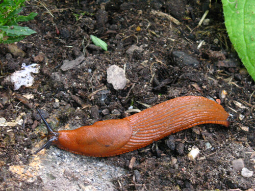 Limaccia arancione bruna che striscia sul terreno del giardino