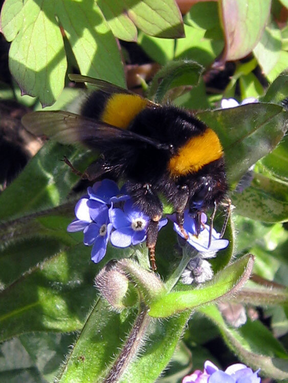 Bombo che raccoglie nettare da piccoli fiori blu