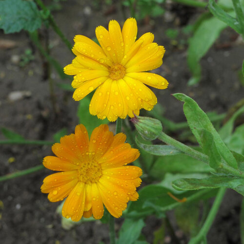 Due fiori di calendula giallo-arancio con gocce di pioggia