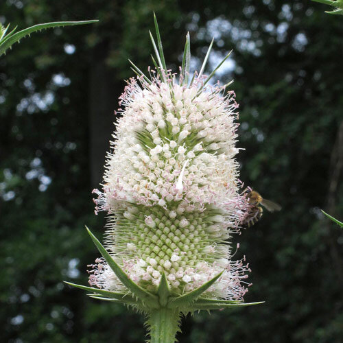 Scardaccione selvatico (Dipsacus fullonum) biologico semi