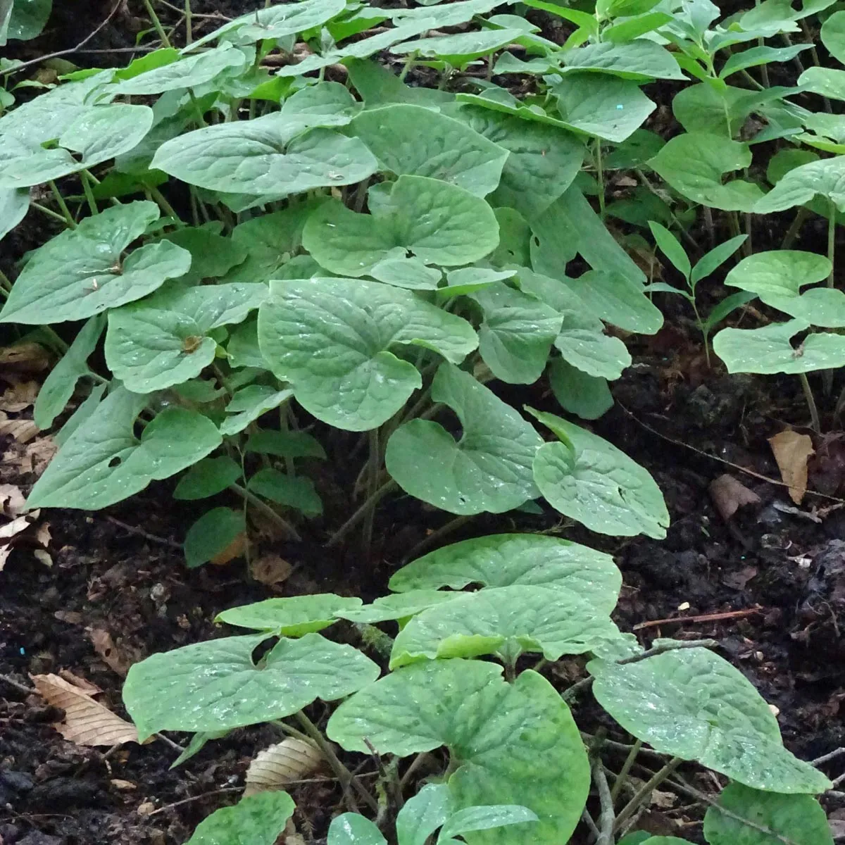 Kanadische Haselwurz (Asarum canadense) Samen