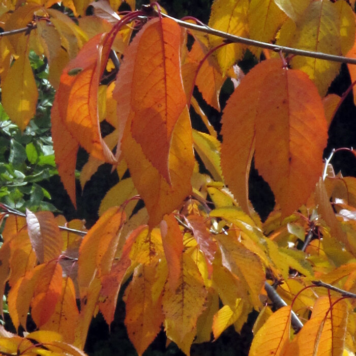 Foglie di ciliegio colorate di arancione e giallo in autunno