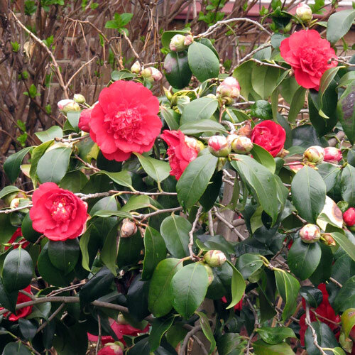 Camelia (Camellia japonica) con fiori doppi rossi e boccioli